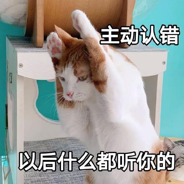 猫被打求饶的表现有哪些（猫咪道歉方式是什么样子的）