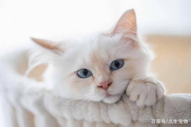 猫猫把尾巴竖起来是什么意思?猫咪把你当爱人的表现有哪些