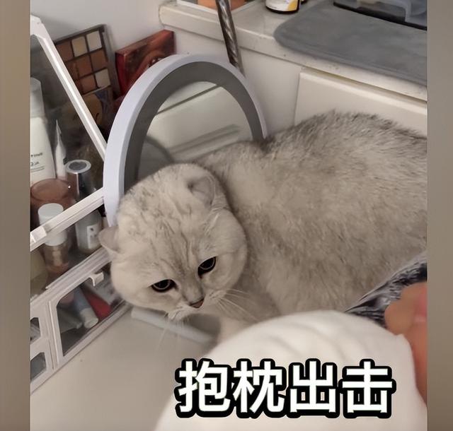 猫炸毛了代表什么预兆，猫咪对抱枕不可描述