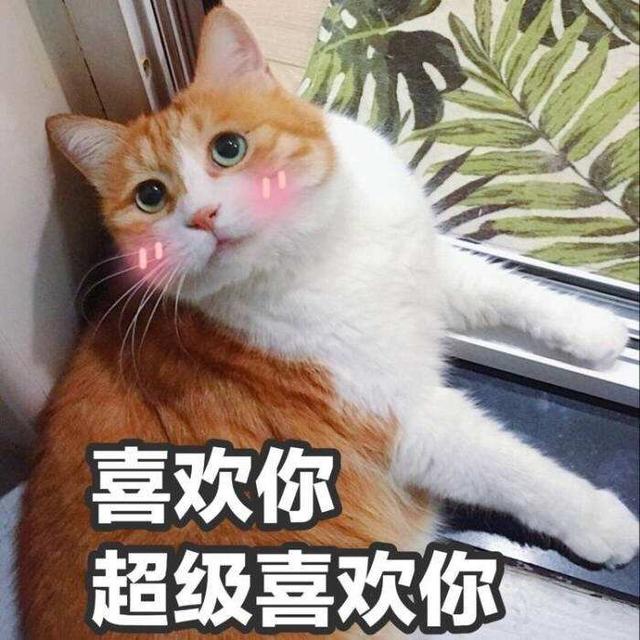 猫喜欢你的几种表现是什么，如何判断猫咪喜欢你的表现