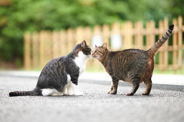 公猫几个月会发情吗，美短虎斑公猫发情表现