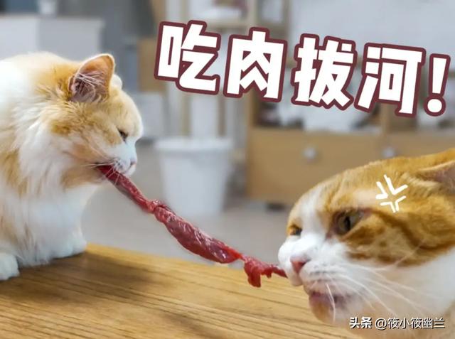 猫吃生肉好吗会胖吗,猫吃生肉的好处和坏处有哪些