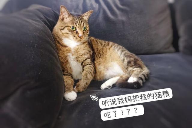 猫咪的猫粮怎么做的（人能吃猫粮吗为什么）