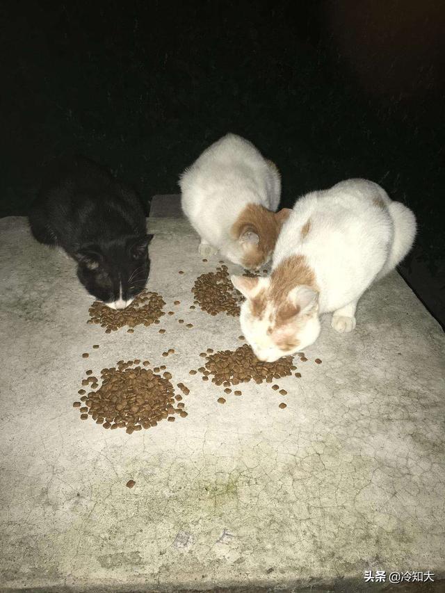 喂流浪猫吃什么食物比较好(喂流浪猫是积德行善吗)