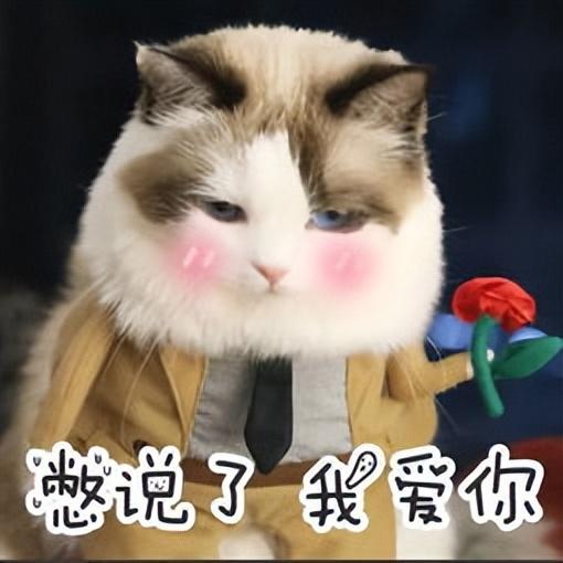 猫瘟吐和正常吐的区别是什么（猫咪的这些9个异常行为一定要注意!）