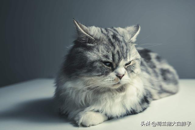 猫咪肠炎是什么原因引起的，猫咪肠胃炎的症状表现有哪些