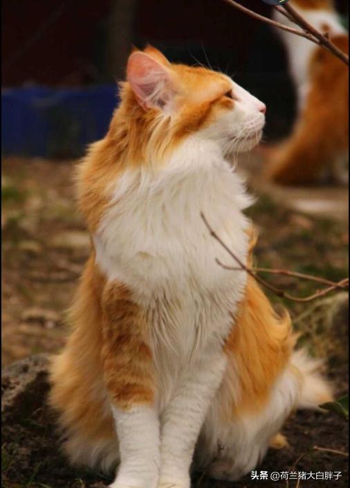 布偶猫的饲养方法有哪些,养猫常识及注意事项