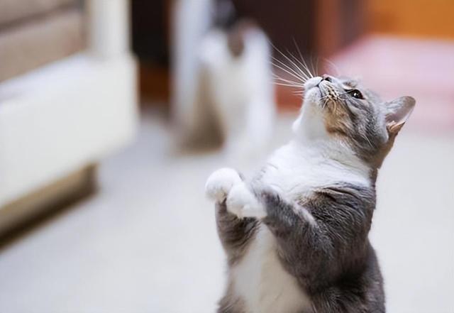 流浪猫其实并不可怜(宠物猫变成流浪猫会怎样)