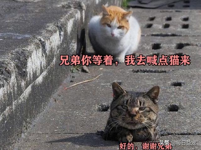 橘猫和狸花猫是一个品种吗（橘猫救狸花猫的故事）