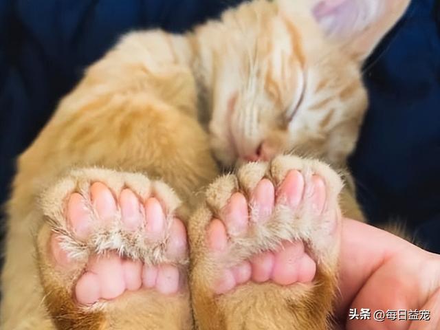 猫的耳朵的形状和特点是什么，四个耳朵的猫是什么猫品种