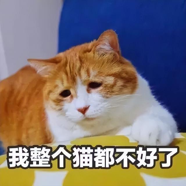 猫瘟吐和正常吐的区别是什么（猫咪的这些9个异常行为一定要注意!）