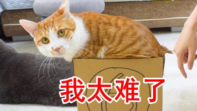 家猫的寿命一般多长时间正常（寿命最短的猫咪排行榜）