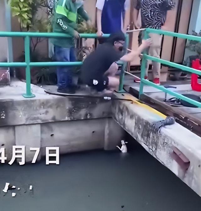 救了流浪猫其实是猫救了你(救了一只流浪猫意味着什么)