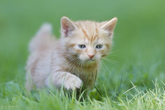 猫耳朵里面黑色的泥怎么回事,清理又有(猫耳部常见疾病有哪些种类和症状)