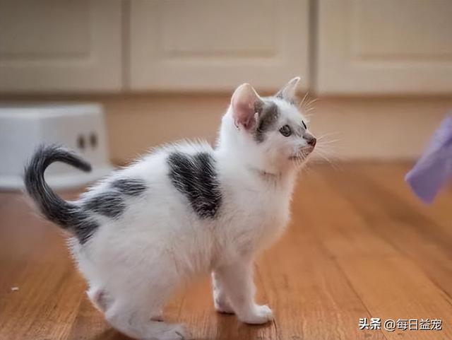 猫的耳朵的形状和特点是什么，四个耳朵的猫是什么猫品种