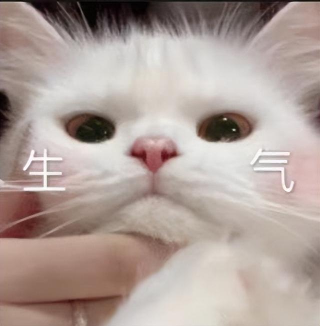 抓猫最好的方法是什么流浪猫,让猫喜欢你的小秘诀有哪些