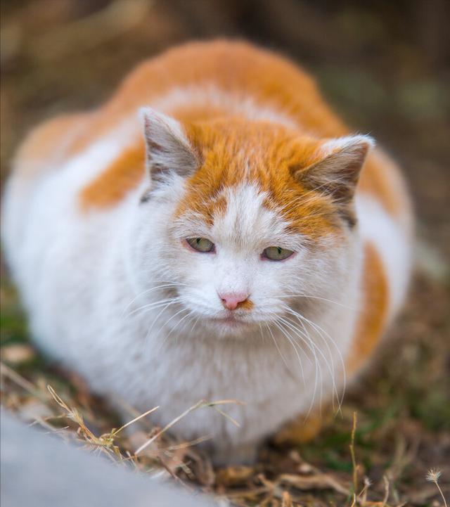 为什么橘猫那么容易胖起来(十个橘猫九个胖,还有一个压塌炕)