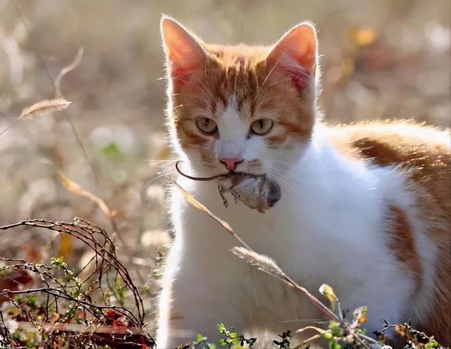 宠物猫怎么养才不生病(宠物猫关养好还是放养好)