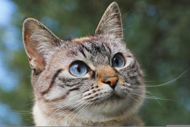 猫身上的寄生虫会传染给人吗有啥危害,关于养猫的问题及答案