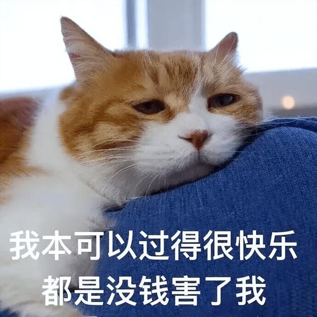 小猫死前的征兆有哪些，猫咪知道自己快死的表现