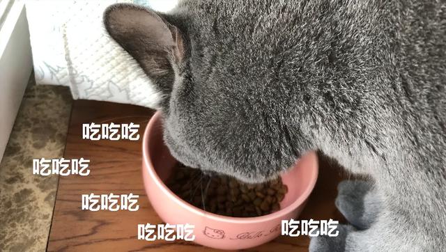 布偶猫发腮是什么意思(猫发腮吃什么?_养猫指南)