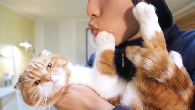 猫咪认识自己的主人和陌生人吗为什么(猫咪通过什么辨认主人)