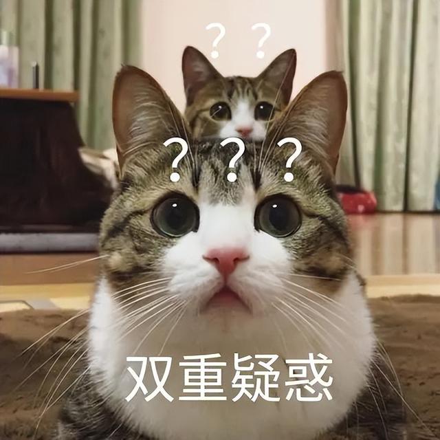 宠物猫能吃米饭吗为什么，流浪猫可以吃剩饭剩菜吗