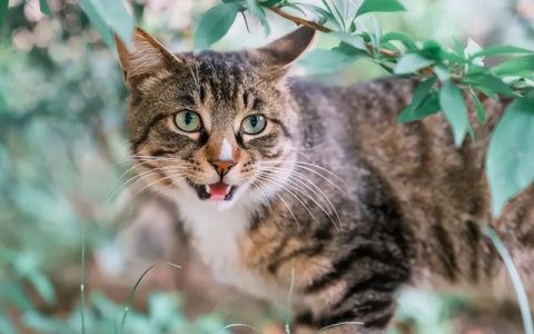 狸花猫的优点与缺点是什么（纯种长毛狸花猫价格多少钱一只）