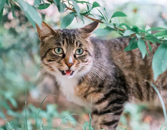 狸花猫的优点与缺点是什么（纯种长毛狸花猫价格多少钱一只）