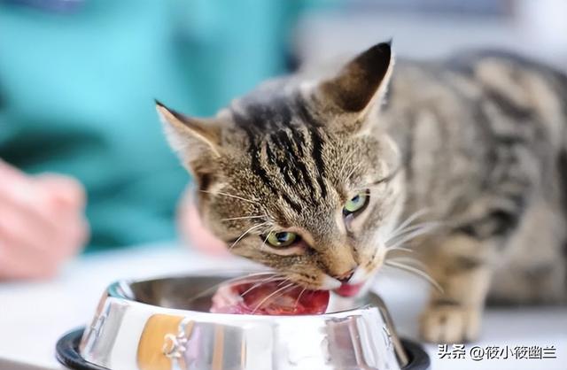 猫吃生肉好吗会胖吗,猫吃生肉的好处和坏处有哪些