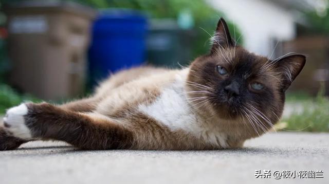 猫吃生肉好吗会胖吗,猫吃生肉的好处和坏处有哪些