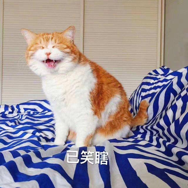 为什么流浪猫都是橘猫?原来是这几种原因!(橘猫的几大大缺点有哪些)