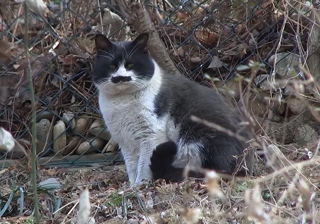 流浪猫吃什么食物除了猫粮（流浪猫可怜吗其实不可怜）