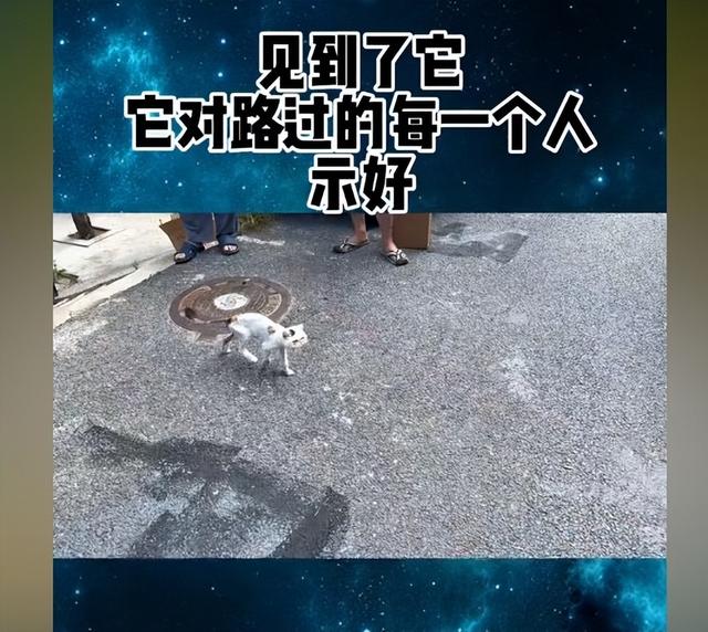 幼猫咪脱肛怎么办（宠物猫被抛弃下场会怎么样）