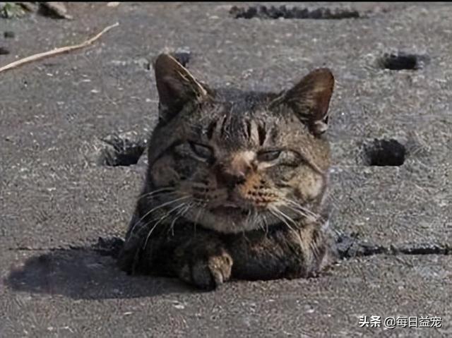 橘猫和狸花猫是一个品种吗（橘猫救狸花猫的故事）