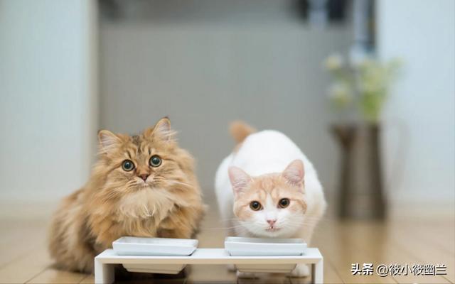 猫咪除了吃猫粮还能吃什么东西好（什么食物可以代替猫粮给猫吃）