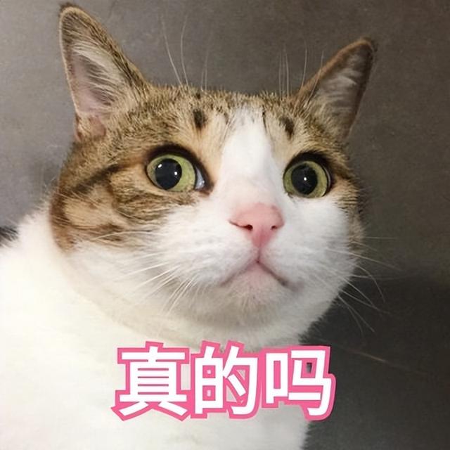 驱蚊液对猫咪有害吗（养猫应该用什么驱蚊子）