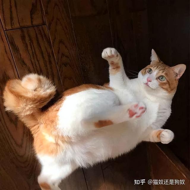 猫咪麒麟尾长什么样(麒麟猫是什么品种的猫)