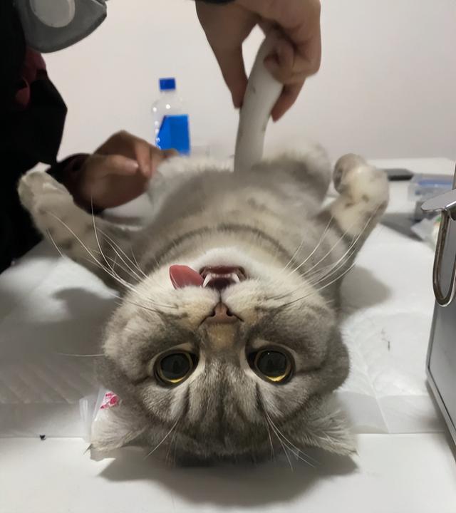 布偶猫发腮是什么意思(猫发腮吃什么?_养猫指南)