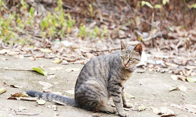 怎么判断一个猫会不会捉老鼠了（有这些行为说明熊猫智商高）