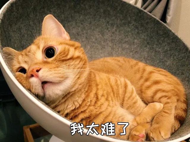 猫咪体内驱虫多久一次合适，天气突然变冷对猫咪的影响