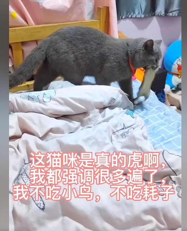 折耳蓝猫的性格跟特点怎么样（蓝猫捕鼠能力怎么样）