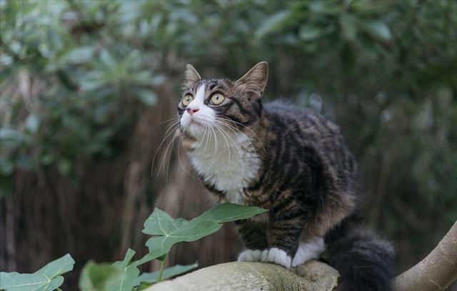 国内英短价格一般多少钱一只幼猫（各种宠物猫的价格排行榜）