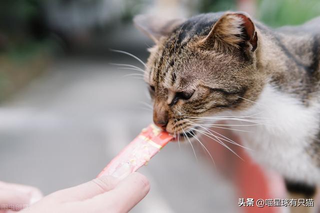 猫咪不粘人怎么办小妙招，怎么教出一只粘人的猫