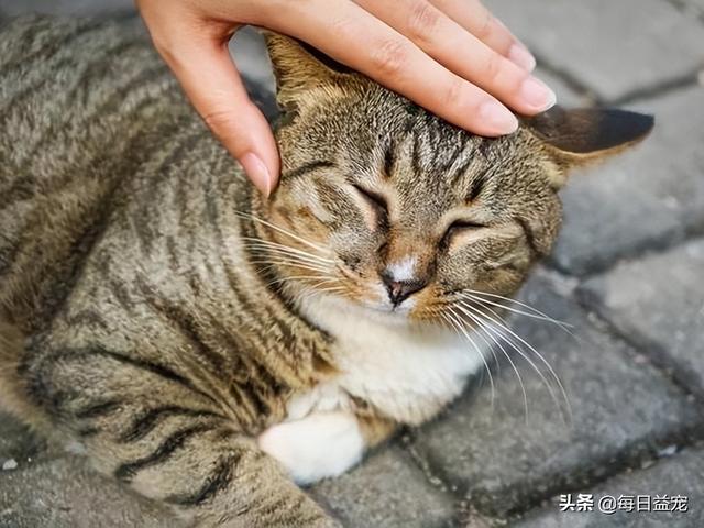 橘猫和狸花猫是一个品种吗（橘猫救狸花猫的故事）