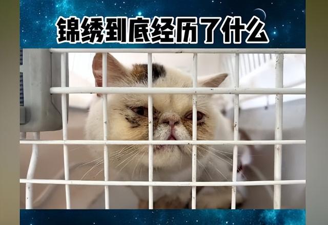 幼猫咪脱肛怎么办（宠物猫被抛弃下场会怎么样）