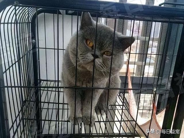 宠物猫会吃仓鼠吗为什么(猫咪可以和仓鼠一起养吗)