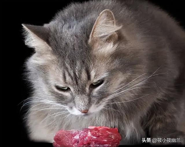 猫吃生肉好吗会胖吗,猫吃生肉的好处和坏处有哪些