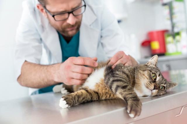 怎么确认猫咪得了猫癣,猫咪刚得猫癣的症状有哪些