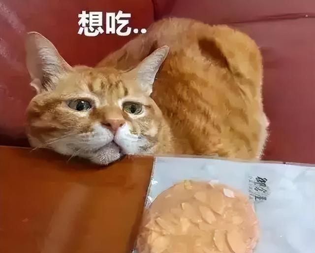 为什么橘猫那么容易胖起来(十个橘猫九个胖,还有一个压塌炕)